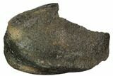 Fossil Whale Ear Bone - Miocene #109251-1